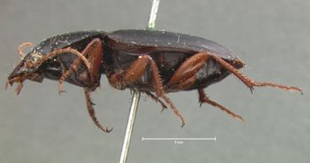Media type: image;   Entomology 5895 Aspect: habitus lateral view